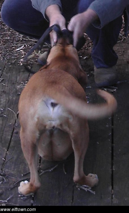 dog_ass.jpg