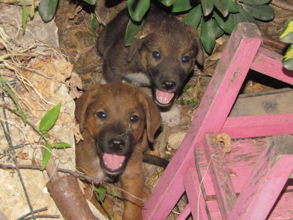 dogs.jpg