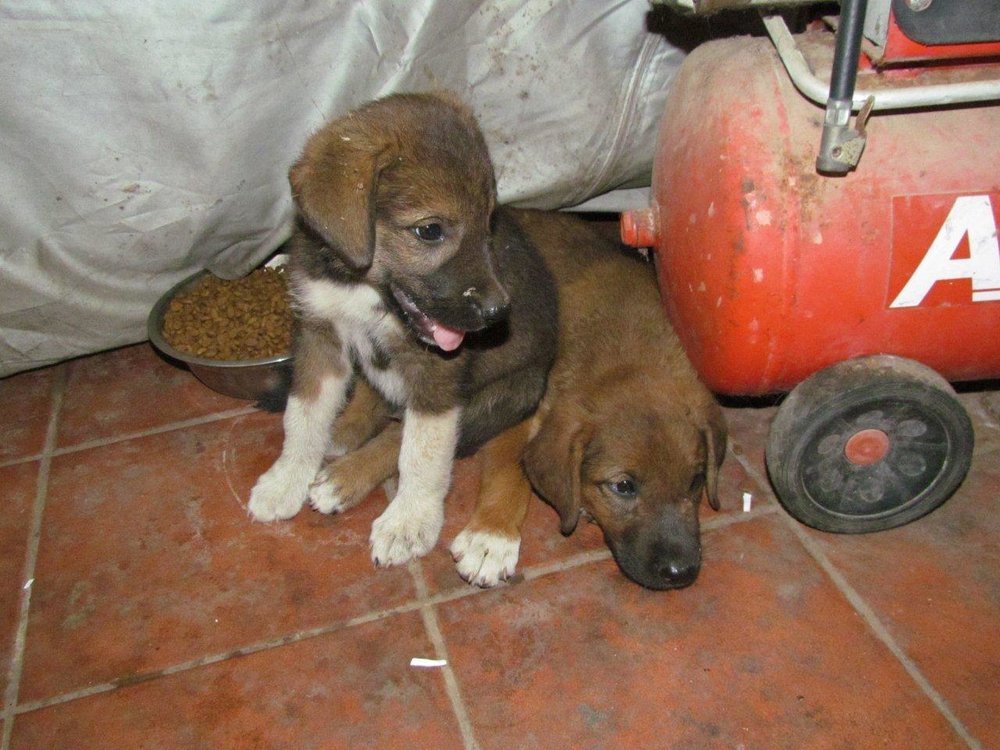 dogs2.jpg