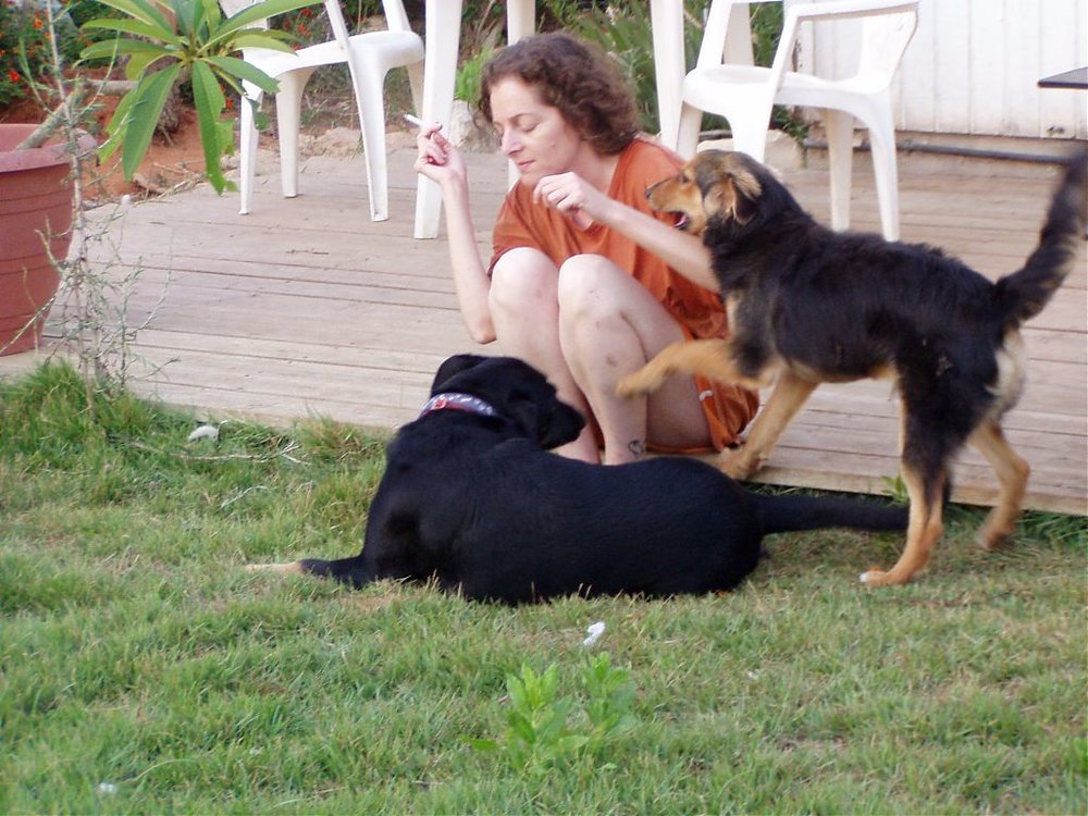 dogz.jpg