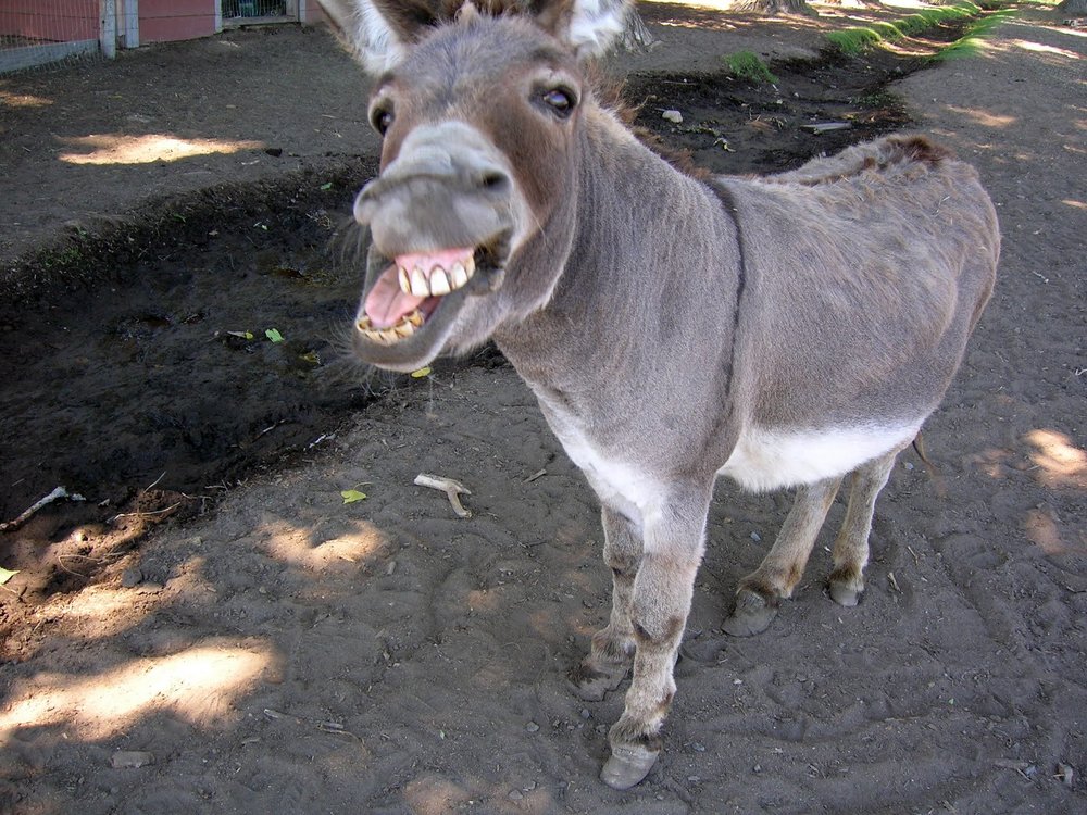 donkey-5.jpg