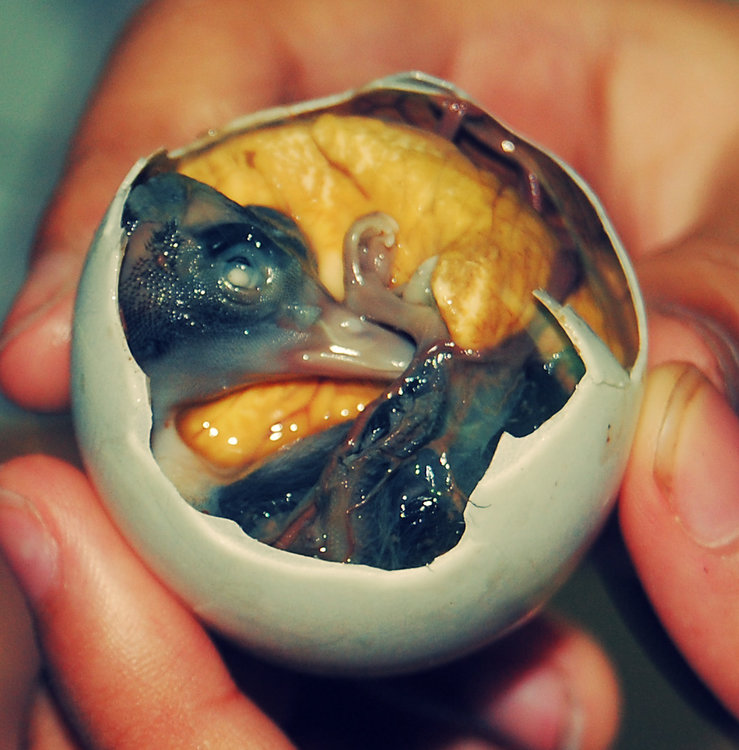 how_to_make_a_balut.jpg