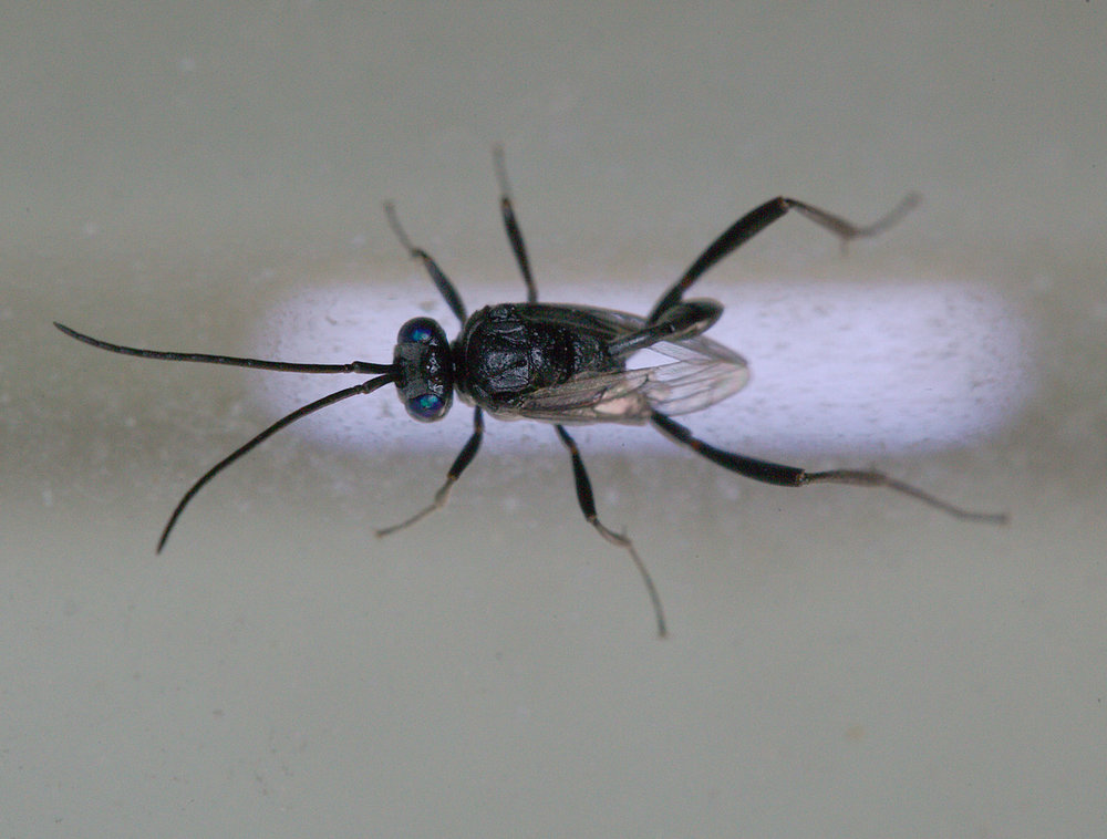 img_0001_insect_small1.jpg