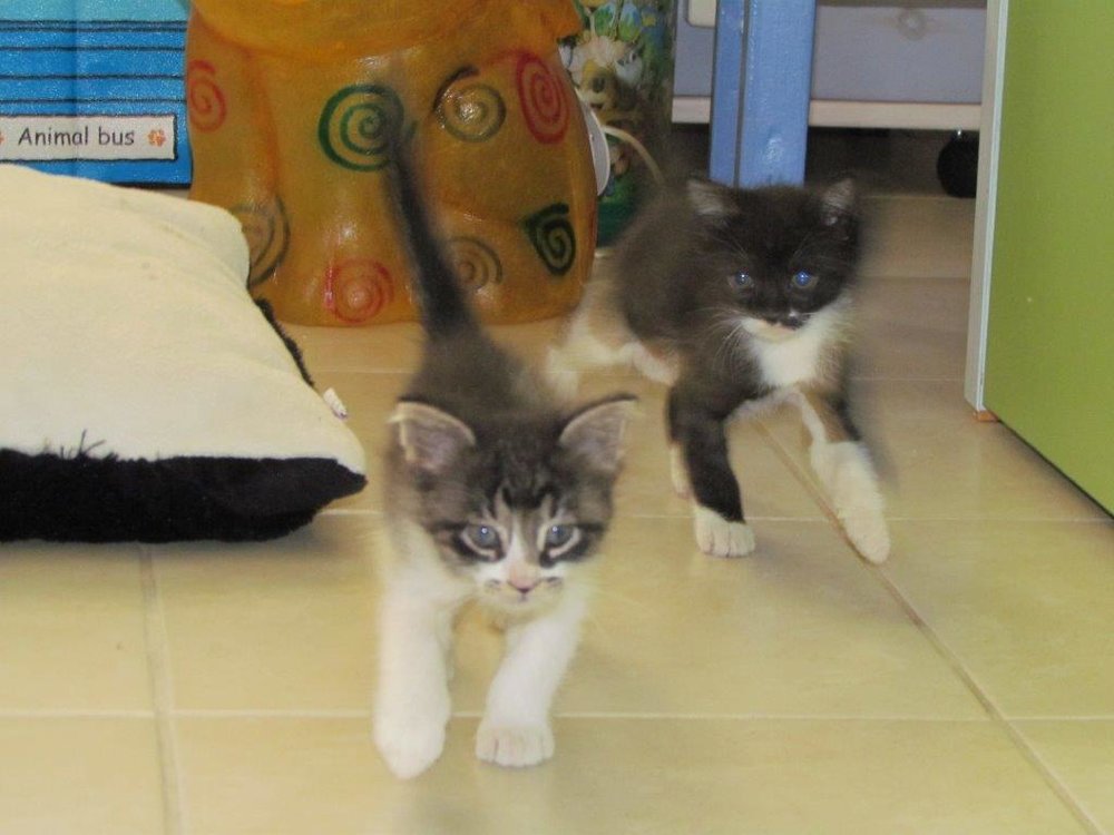 kittens1.jpg