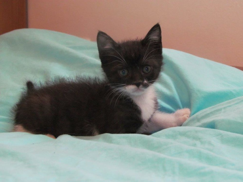 kittens2.jpg