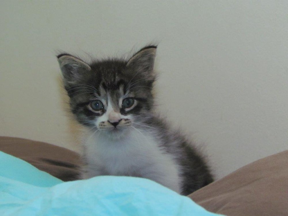 kittens3.jpg