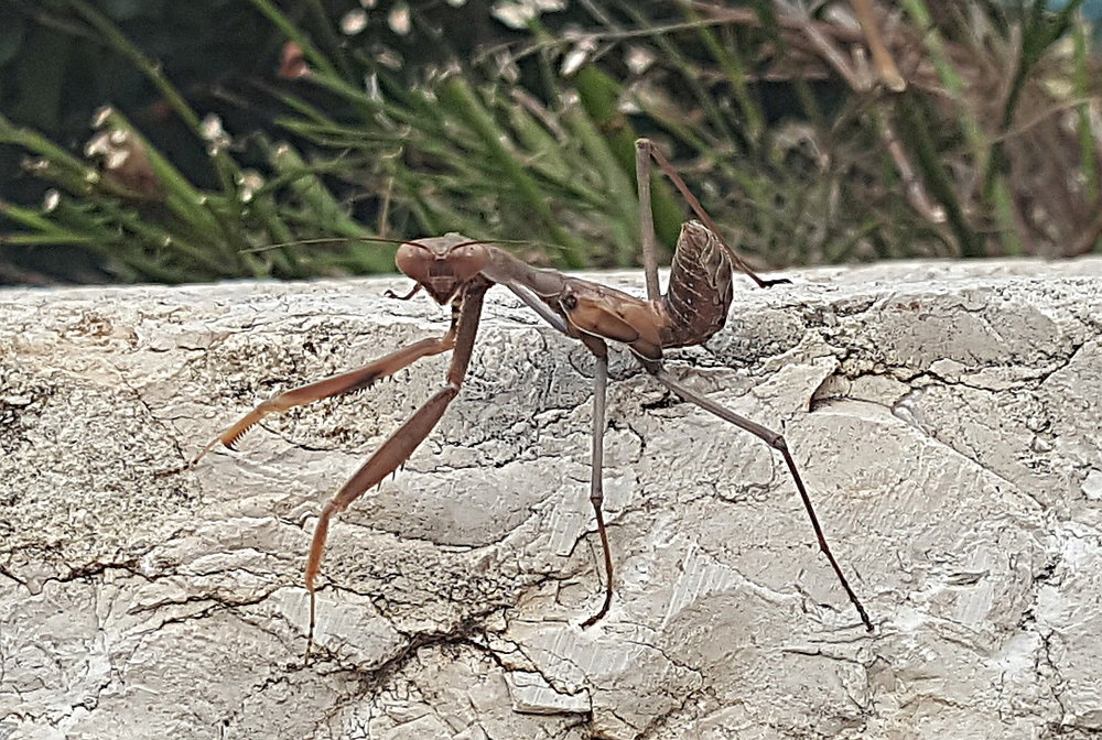 mantis.jpg