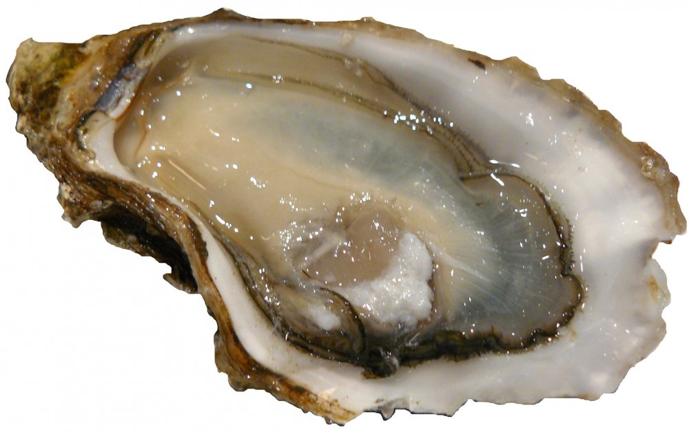 oyster.jpg