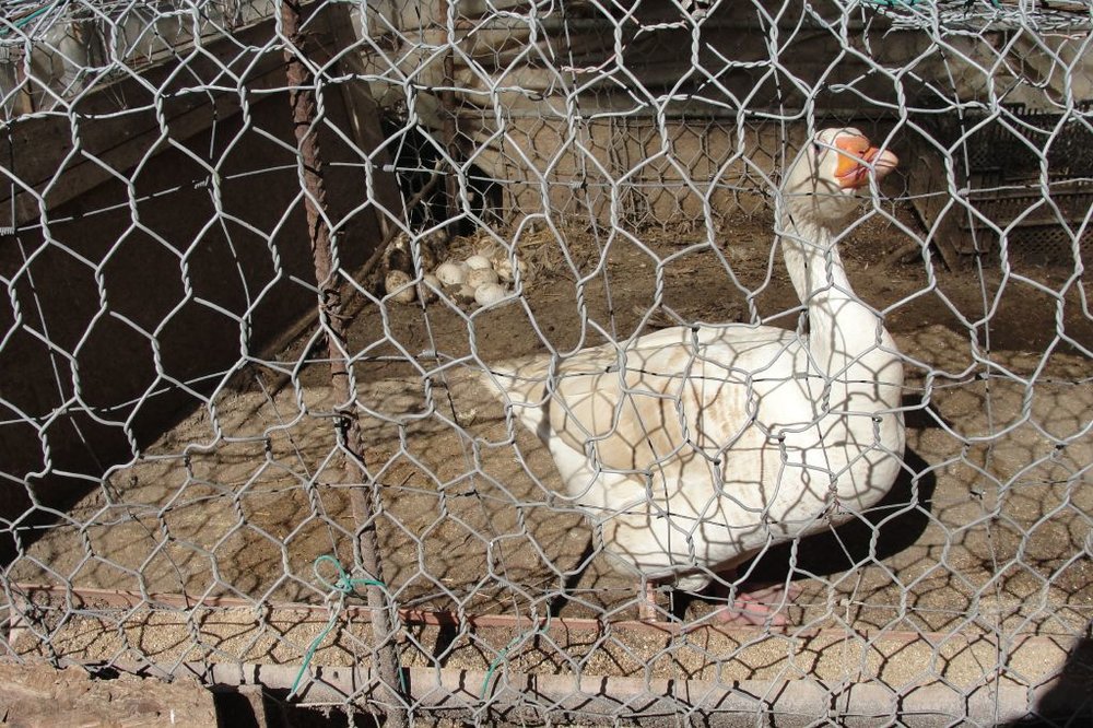 resized_DSC00612.jpg