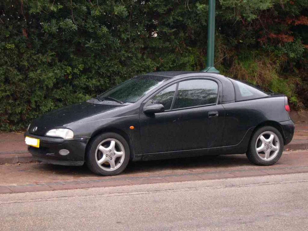 tigra2.JPG