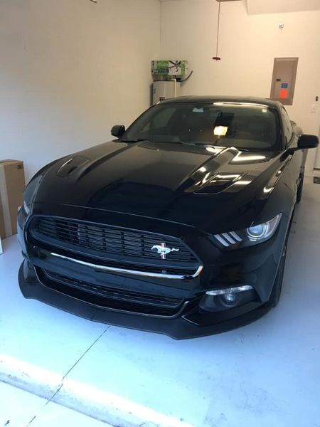 mustang 3.jpg