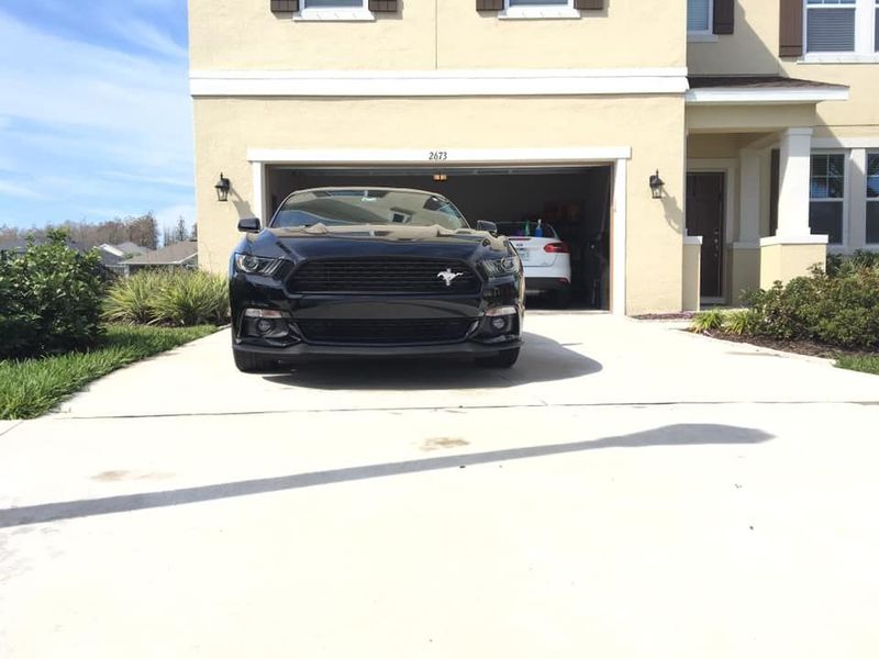 mustang 1.jpg