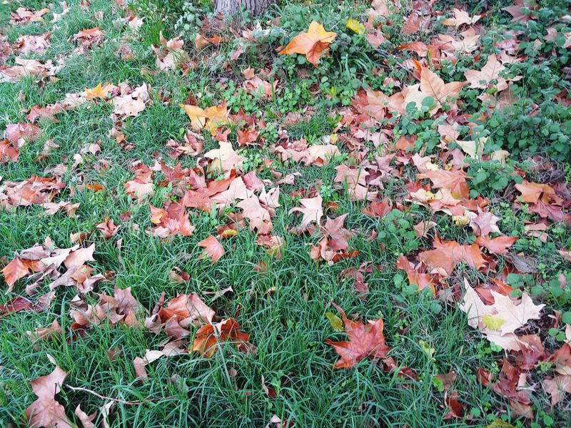 2123703907_1(7).thumb.jpg.d3cbdfca34c94e9256a2ad3fdd829532.jpg