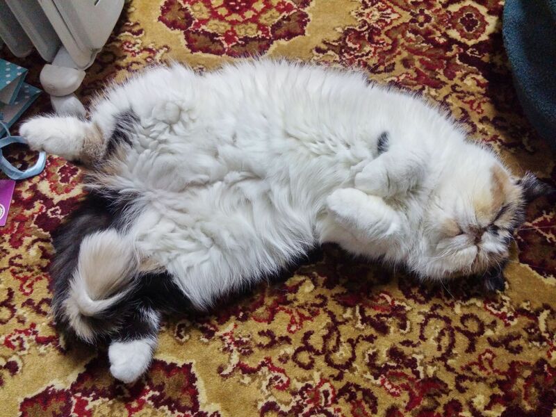 20180119_205753_HDR.jpg