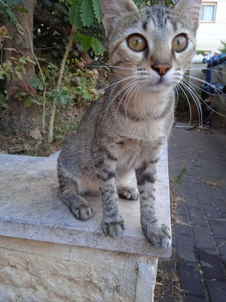 1663570929465CAT2.jpg