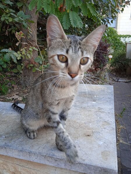 1663570929484CAT3.jpg