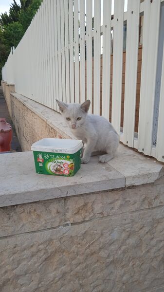 1663570929447 (1)CAT1.jpeg