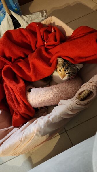IMG-20240124-WA0004.jpeg